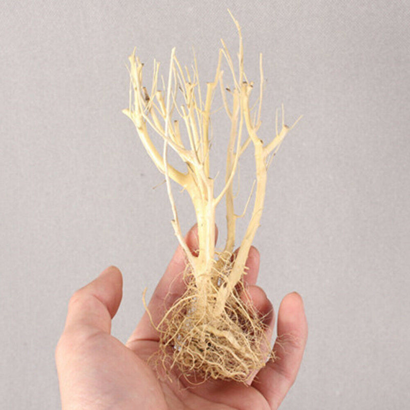 Fish Tanks Terrarium Environments Small Aquarium Driftwood Landscaping Arid Use