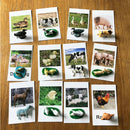 60x Realistic Montessori Jungle Animals Figures Set With Matching Cards