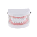 Dental orthodontic studyteachadult standard typodont demonstration teeth modelBX