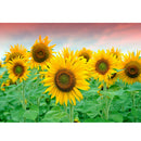 Sunflower 5D DIY Full Round Drill Diamond Painting Mosaic Beadwork (A918)