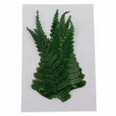 10pcs Natural Dried Flowers Ferns Plants for DIY Phone Case Scrapbooking
