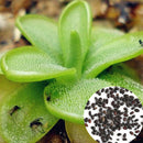 100X big mouth insects catch plant seeds bonsai home garden carnivorous floweR^i
