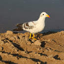 Artificial Xmas Feather Birds Seagull Tree Decorations Craft Ornaments