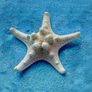 2pcs Natural Starfish Sea Star shell Making DIY Craft Decor X7C4