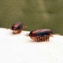 Dog Cat Interactive Electronic Cockroach Intelligence Training Pet Activity Q3Q4