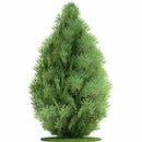 50pcs Lot Arborvitae Cypress Cupressus Sempervirens C1L3 Tree Pine Garden: H4R0