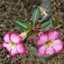 20pcs adenium obesum seeds desert rose perennial flower garden bonsai plant LJ
