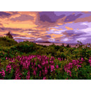 DIY Digital Painting By Numbers Sea Flowers Canvas Picture Home Decor Gift