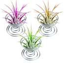 12 Pieces Air Plant Holder Air Plant Tabletop Container Stainless Steel Wir