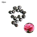 Peony Seeds Plants Ing Greenery Flowers Outdoor 10pcs best P4C4 G1B7