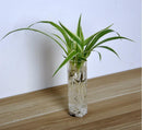3Pcs Hanging Glass Flower Plant Vase Terrarium Container Decor Cylinder 15cm