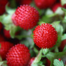 Walderdbeere 500 Samen Fragaria Vesca Rot Wald Erdbeere-Monatserdbeere D6G2 E9J1