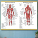 1pc 70X50CM Human Body Muscle Anatomy System Anatomical Chart Educational Poster