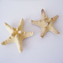 10pcs Natural SEA SHELL Starfish Craft DIY Decorate Gift Kit Wedding Props Decor