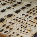 100x  Steel Insect Pins Specimen for School Lab Entomology Dissection Suppl J2A2