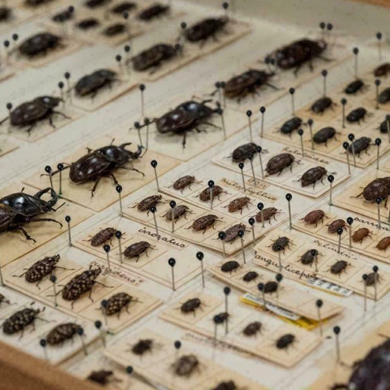 100x  Steel Insect Pins Specimen for School Lab Entomology Dissection Suppl J2A2