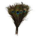 Pack of 50pc Natural Peacock Feathers 10-12''