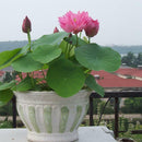 40 XLOTUS FLOWER LOTUS SEEDS AQUATIC PLANTS Lotus Water Lily Seeds