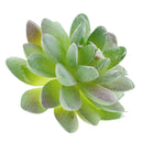 Artificial Plastic Succulent Plants Flowers Home Cafe Beautify Floral Decor