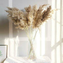 15pcs Natural Dried Pampas Grass Reed Flower Bunch Home Wedding Bunch Decor AU