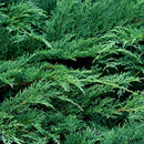 100x Arborvitae Siberian Carpet Cypress Arborvitae Garden, Tree Everg Z2A9 V5R6