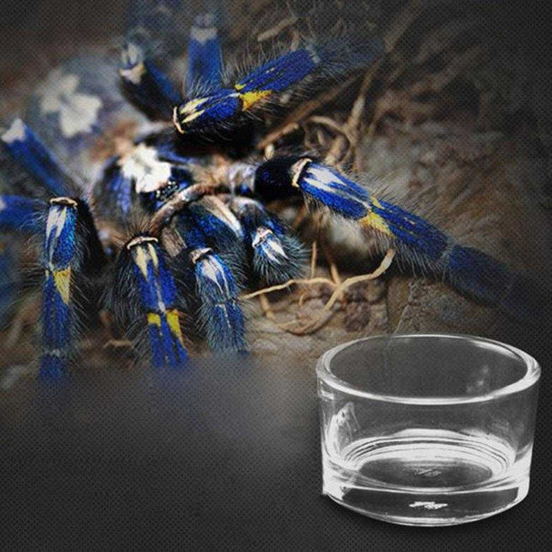 Reptile Water Food Dish Feeding Lizard Tortoise Aquarium Terrarium AU A4L1