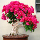Amazing 100 * Mix-color Bougainvillea Spectabilis Willd Bonsai Flower Seeds,