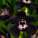 100pcs Black Cymbidium Faberi Orchid Flower Seeds Garden Decor Plant Need Supply