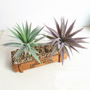 2pcs Mixed Flocking Artificial Succulents Plants Agave Echeveria Titanota