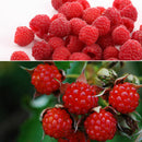 200Pcs Red Raspberry Plant Seeds Rubus Idaeus Bush Fruit Seeds Garden Supplie LJ
