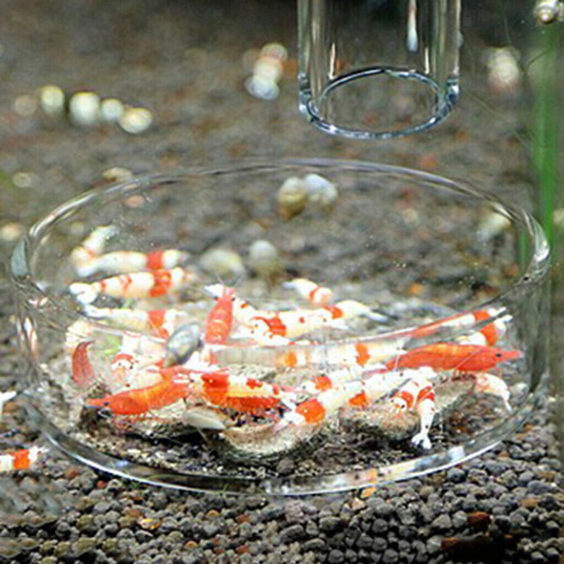 3 Pieces Aquarium Shrimp Fish Feeding Feeder Transparent Food Dishes