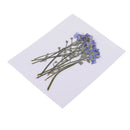 20x Pressed/Dried Flowers Forget me not Scrapbooking Art Craft DIY Materials