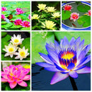 40 XLOTUS FLOWER LOTUS SEEDS AQUATIC PLANTS Lotus Water Lily Seeds