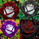250X Rose SeedsRare Osiria Rose heirloom Chinese Rose Flower qua High W0T7 K2C5