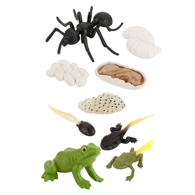 Plastic Life Cycle of Frog Ant Playset Cognitive Biology Toys Themed Party