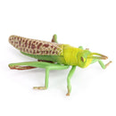 Plastic Lifelike Grasshopper Growth Life Cycle Playset Kids Imagination Toys