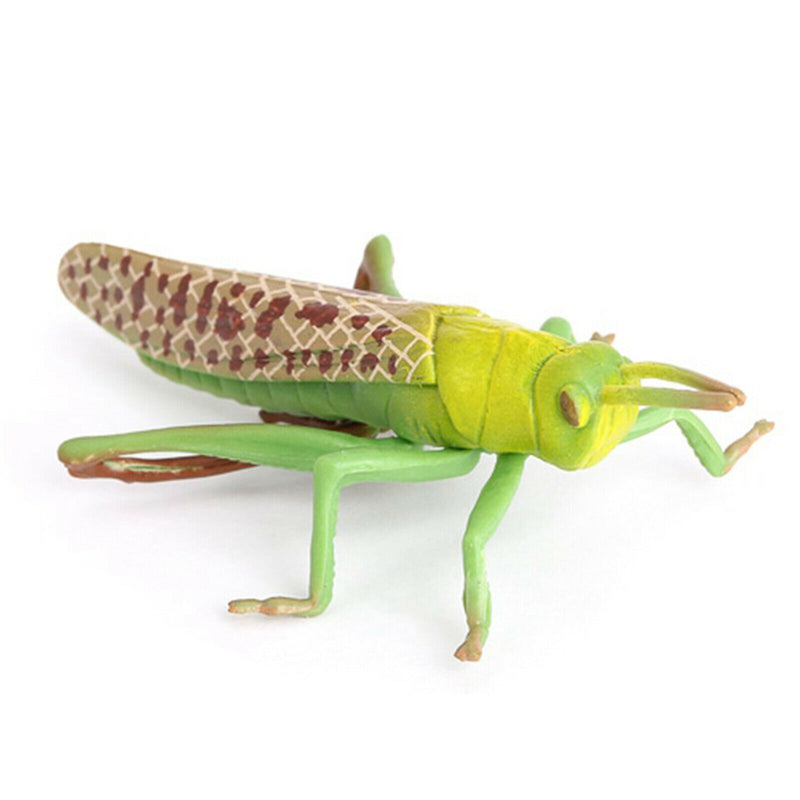 Plastic Lifelike Grasshopper Growth Life Cycle Playset Kids Imagination Toys