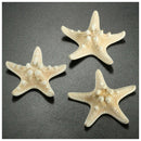 12x Knobby Starfish 8-11 CM Seastar Shell Beach Wedding Display Craft Decor A7K3