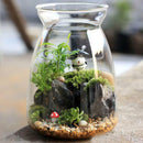 Hydroponic Flowers Plant Vase Bottle Terrarium Container Home Lanscape Decor