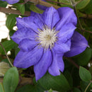 200pc Clematis Flower Plant Seeds Garden Yard Bonsai Decor Flower Seeds