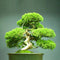 Juniper Bonsai Tree Seeds Purify Air Easy to Grow Home Office Decor au