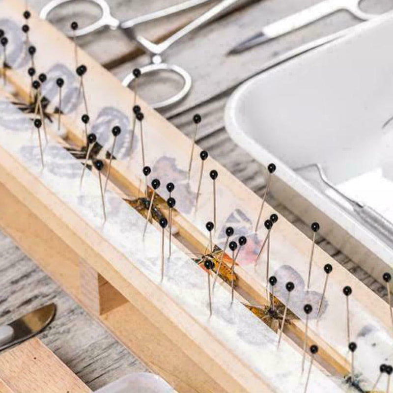 100x  Steel Insect Pins Specimen for School Lab Entomology Dissection Suppl J2A2