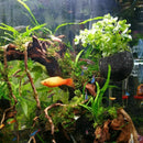 2X Glass Aquatic Plant Cup Pot 4X Suction Cups Fish Tank Aquarium Aquascape G2X5