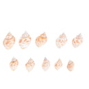 Aquarium Mixed Bulk Sea Shells Beach Shell Table Decor Craft FUN HOT LJLJ