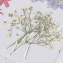 Real Dried Flower Material Dyeing Flower For Craft Phone Case DIY Accessor BX