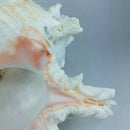 15-16M Queen Nautical Shells Conch Natural Seashell Beach Ocean Home Decora