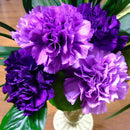 175 Pcs Magenta Carnation Dianthus Caryophyllus Flower Garden W8U0 DIY F8W0
