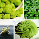 100 Wasabi Seeds Japanese mustard Horseradish Vegetable Seeds garden plant LJ