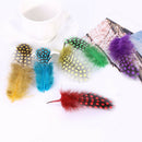 50 Dyed Guinea Fowl Feather Natural Fishing Millinery Craft DecorationOZ