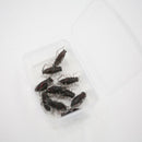 10pcs/Bag Cricket Fishing Lures Black Soft Insect Artificial Bait M&E